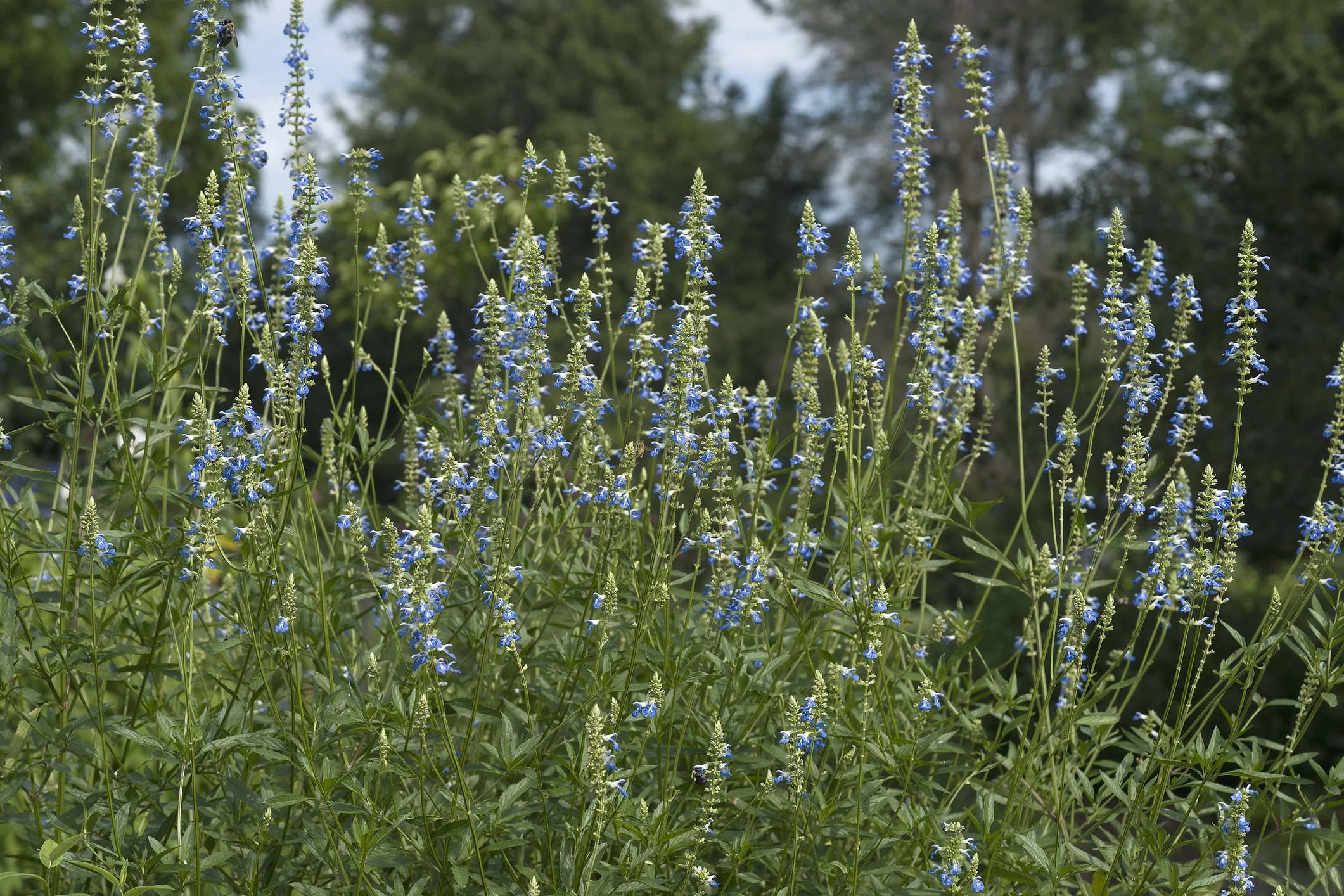 Salvia uliginosa