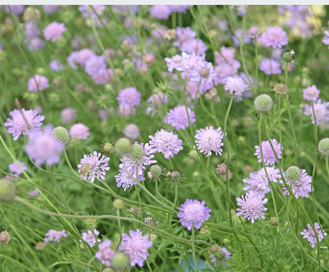 Scabiosa columbaria (Small Scabious)