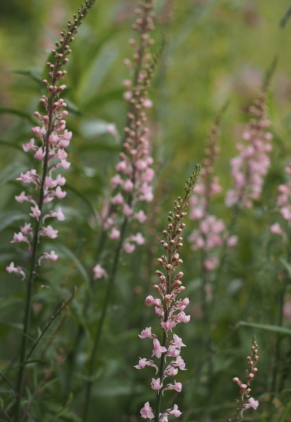 Linaria Purpurea - Canon Went