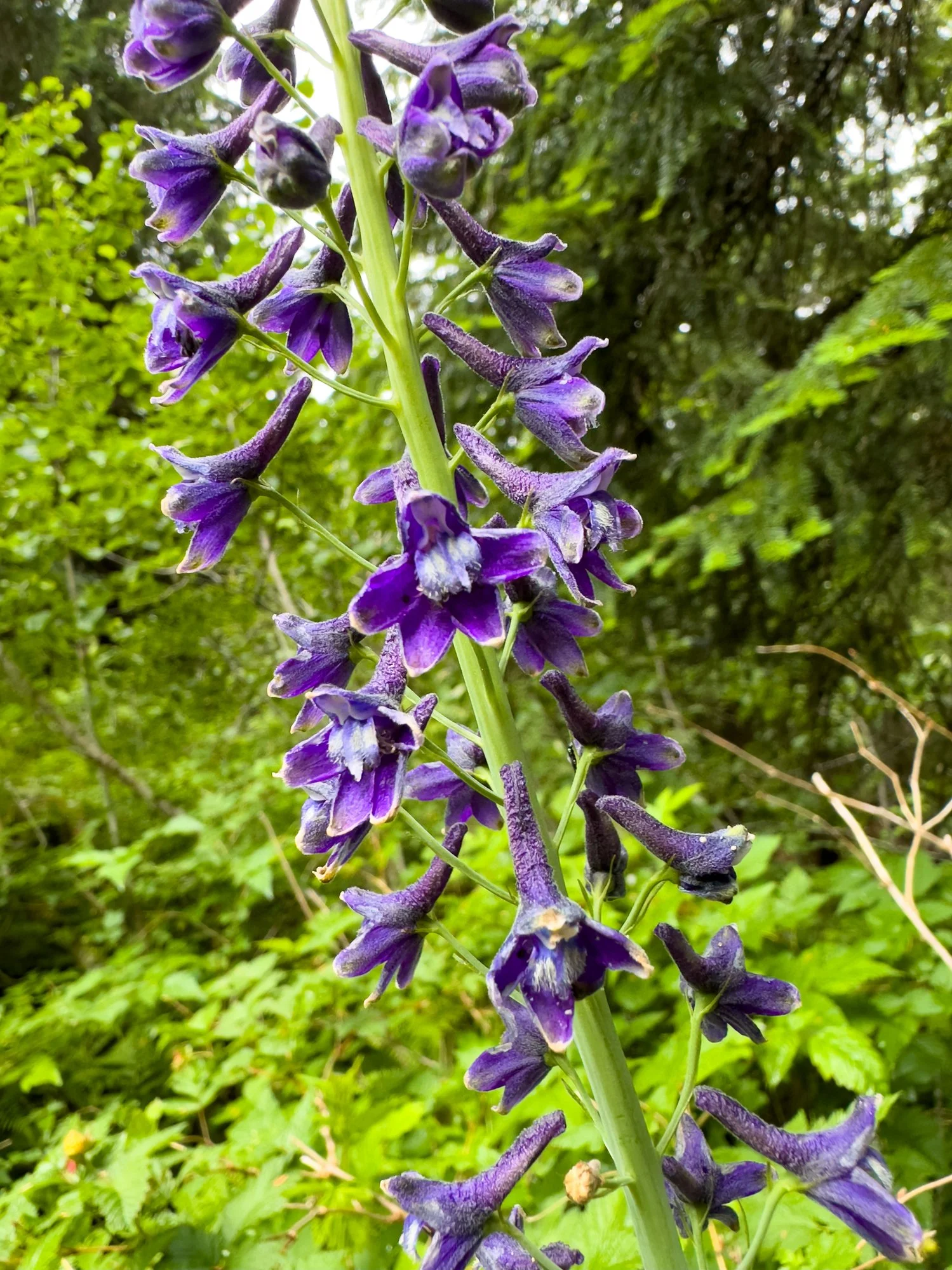 Delphinium vestitum