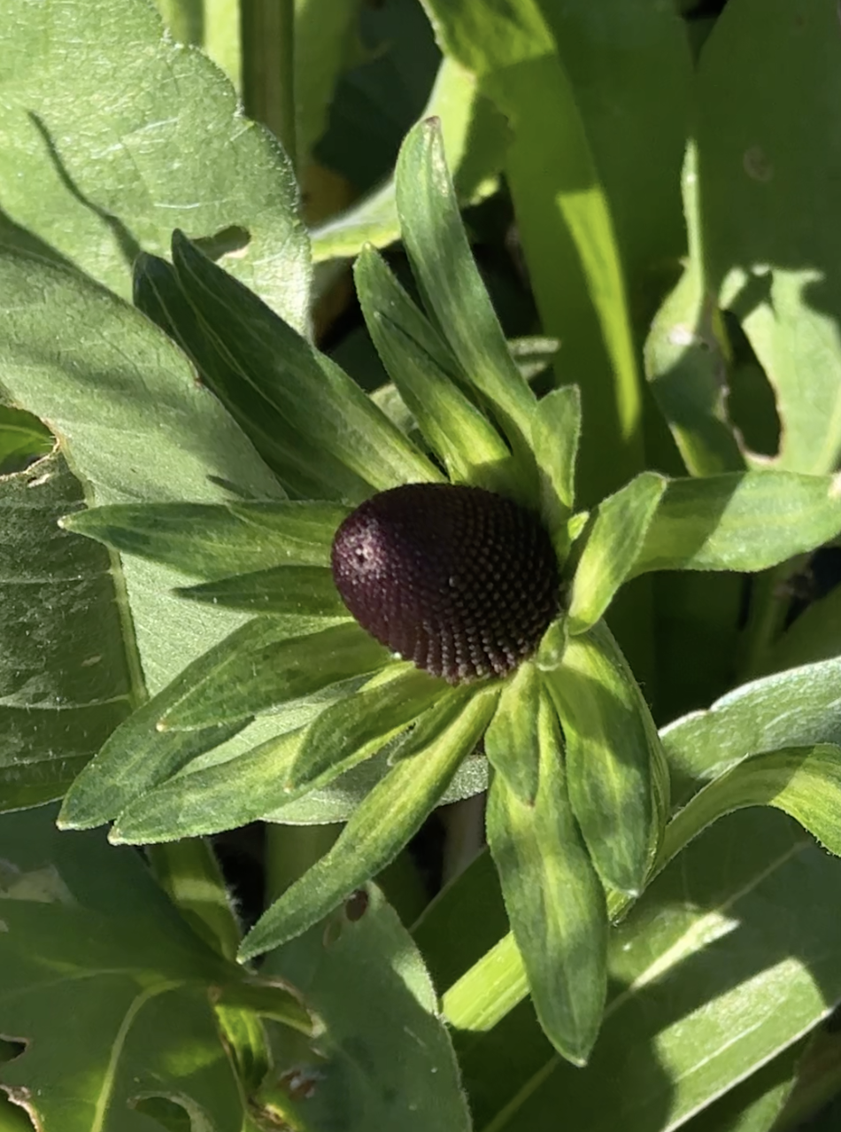 Rudbeckia Green Wizard
