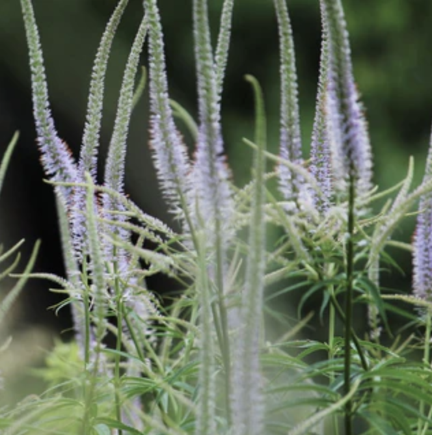 Screenshot 2025-11-22 at 2.51.09 PM.png