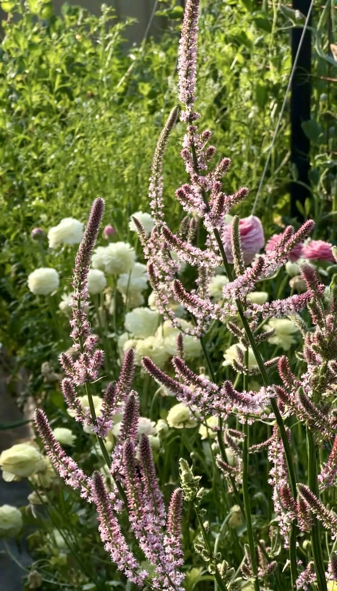 Limonium suworowii