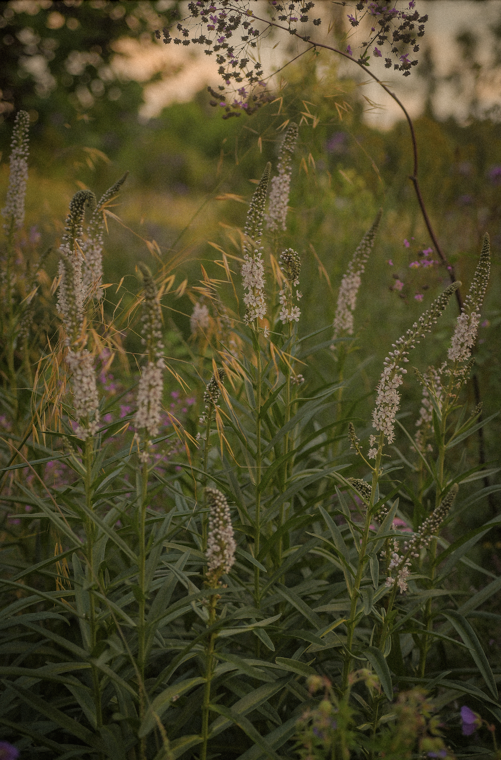 Screenshot 2026-02-12 at 7.19.22 PM.png