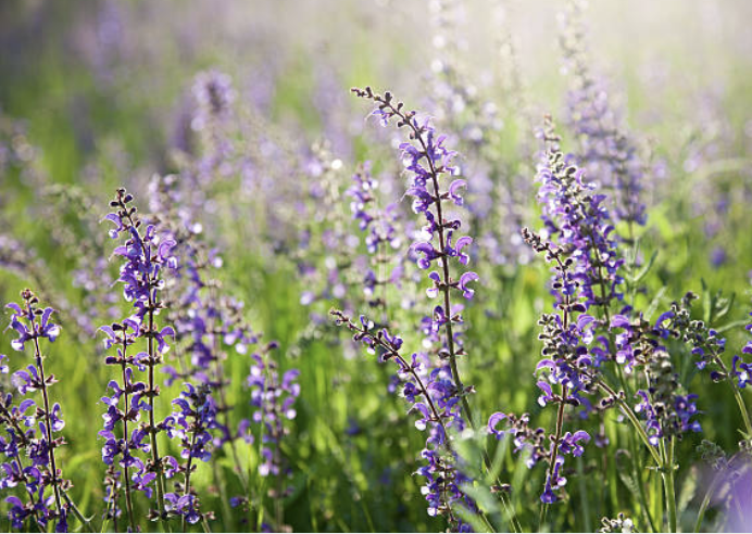 Screenshot 2026-01-17 at 1.15.28 PM.png