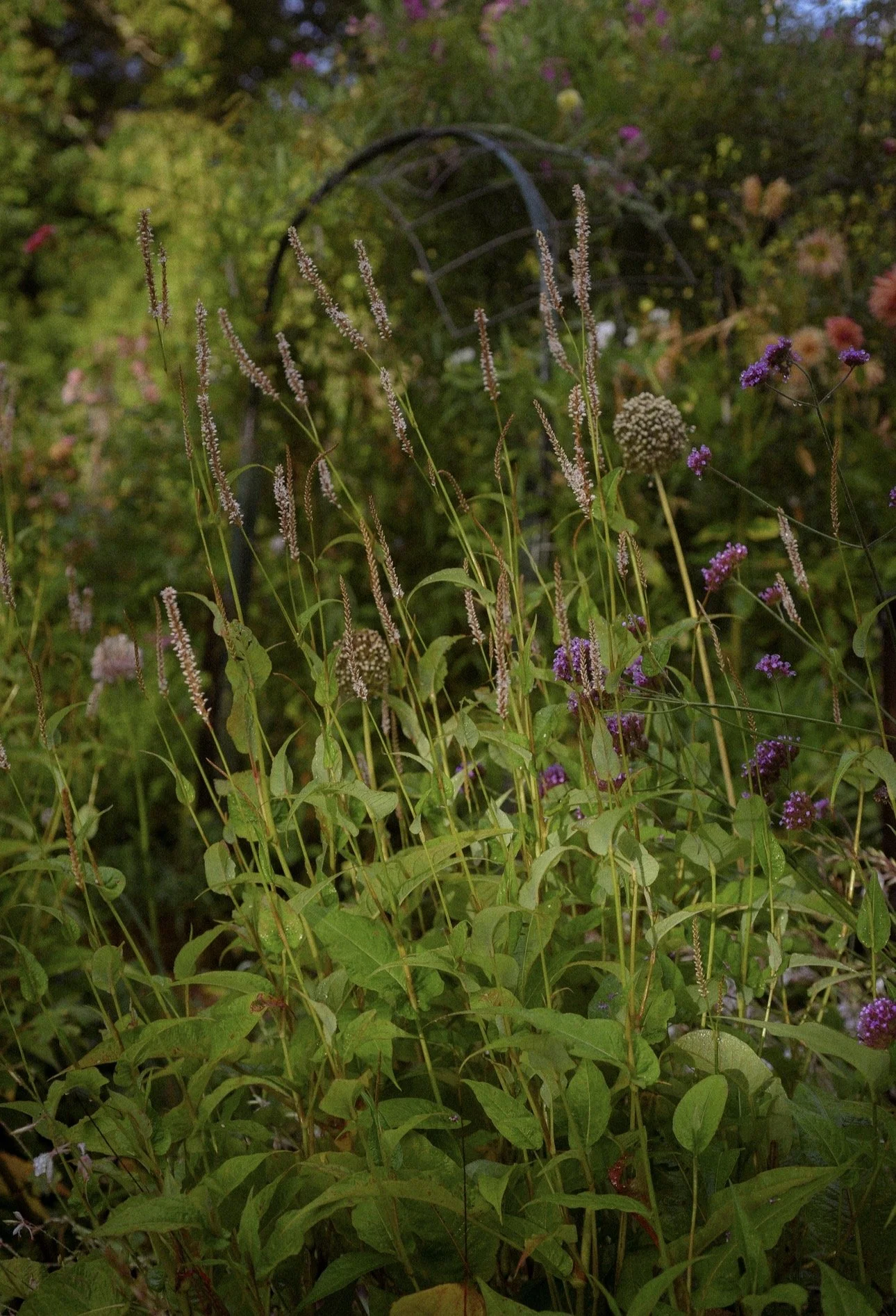 Persicaria amplexicaulis 'Alba'