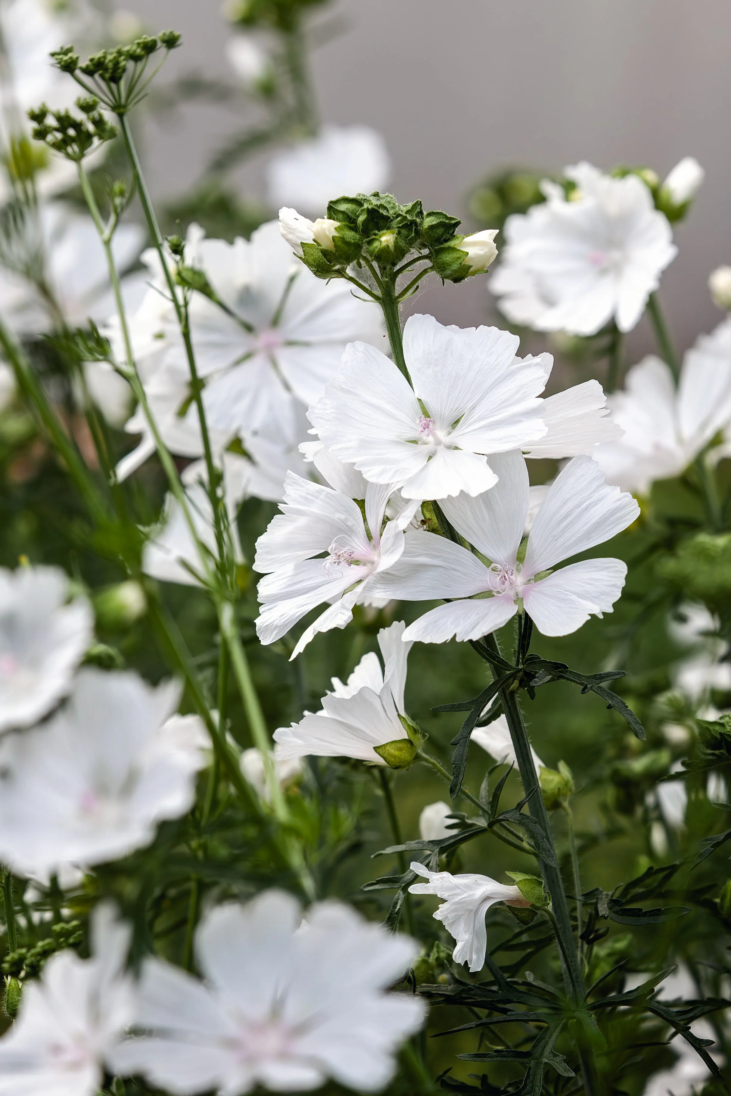 Malva moschata 'Alba'