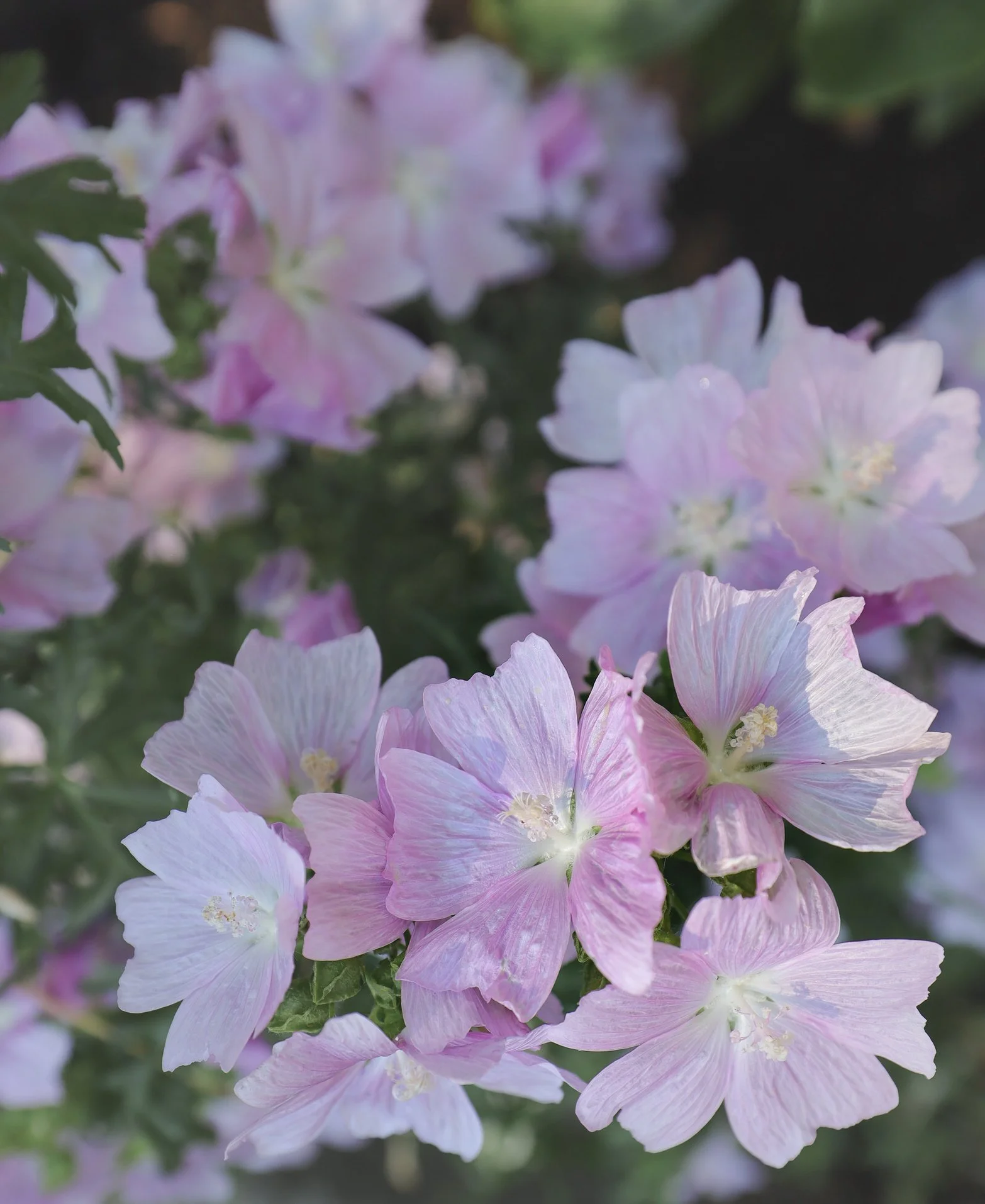 Malva moschata ‘Apple Blossom’