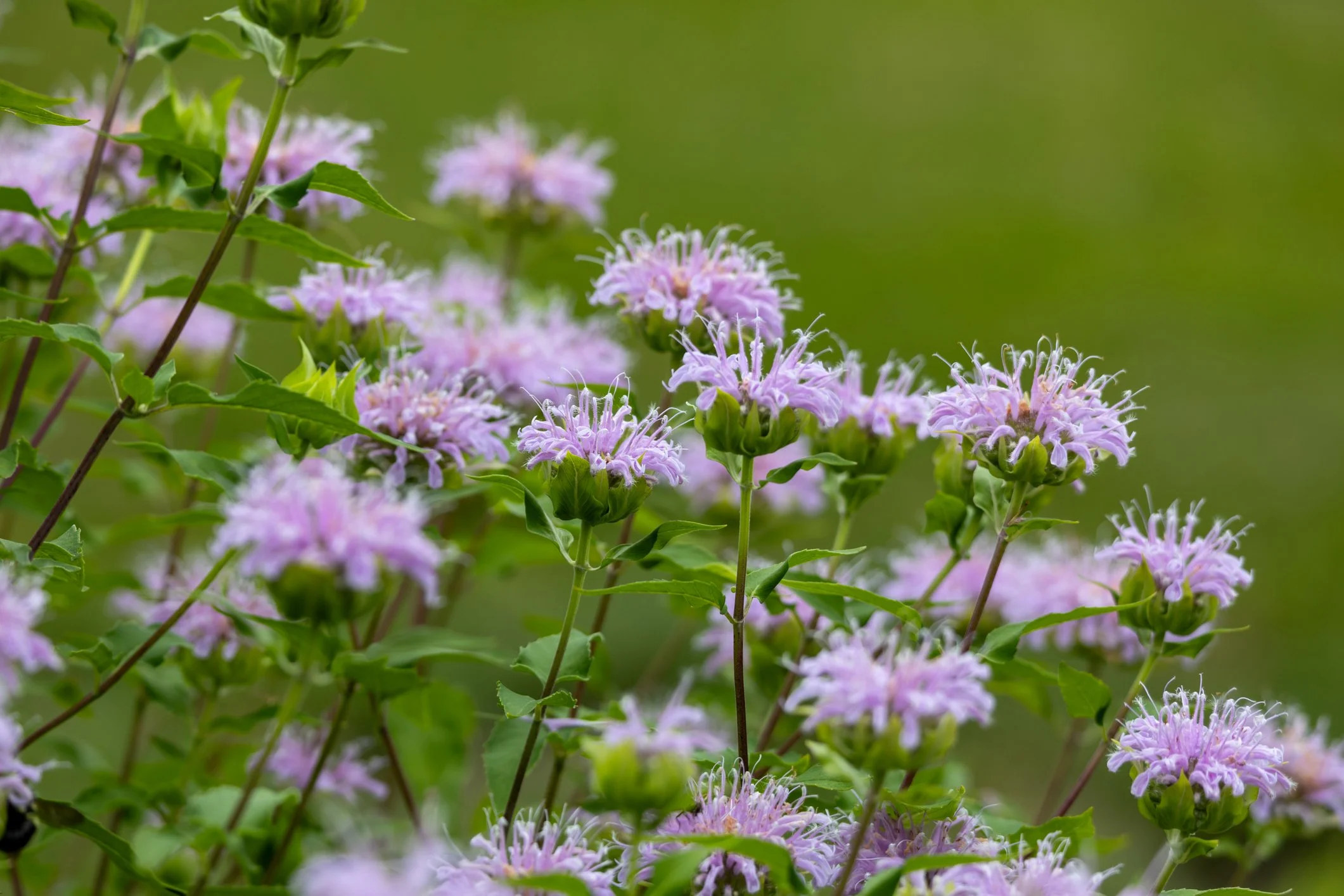 iStock-2225145945.jpg