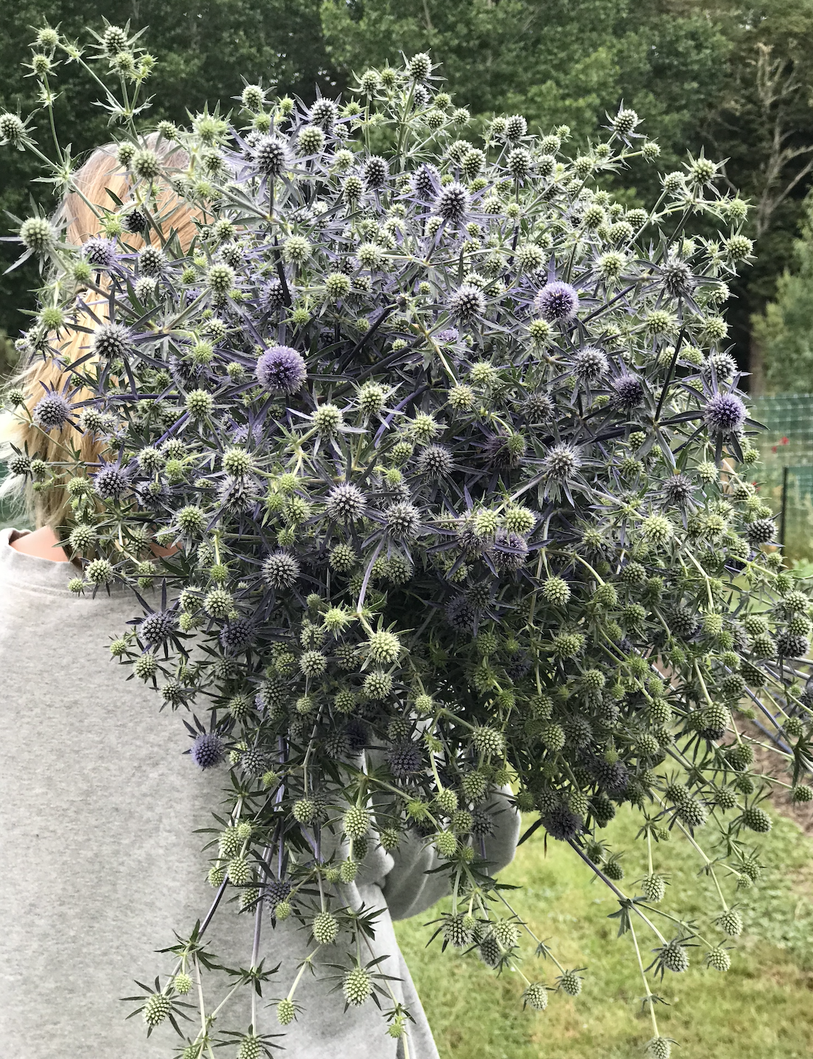 Eryngium Blue Glitter