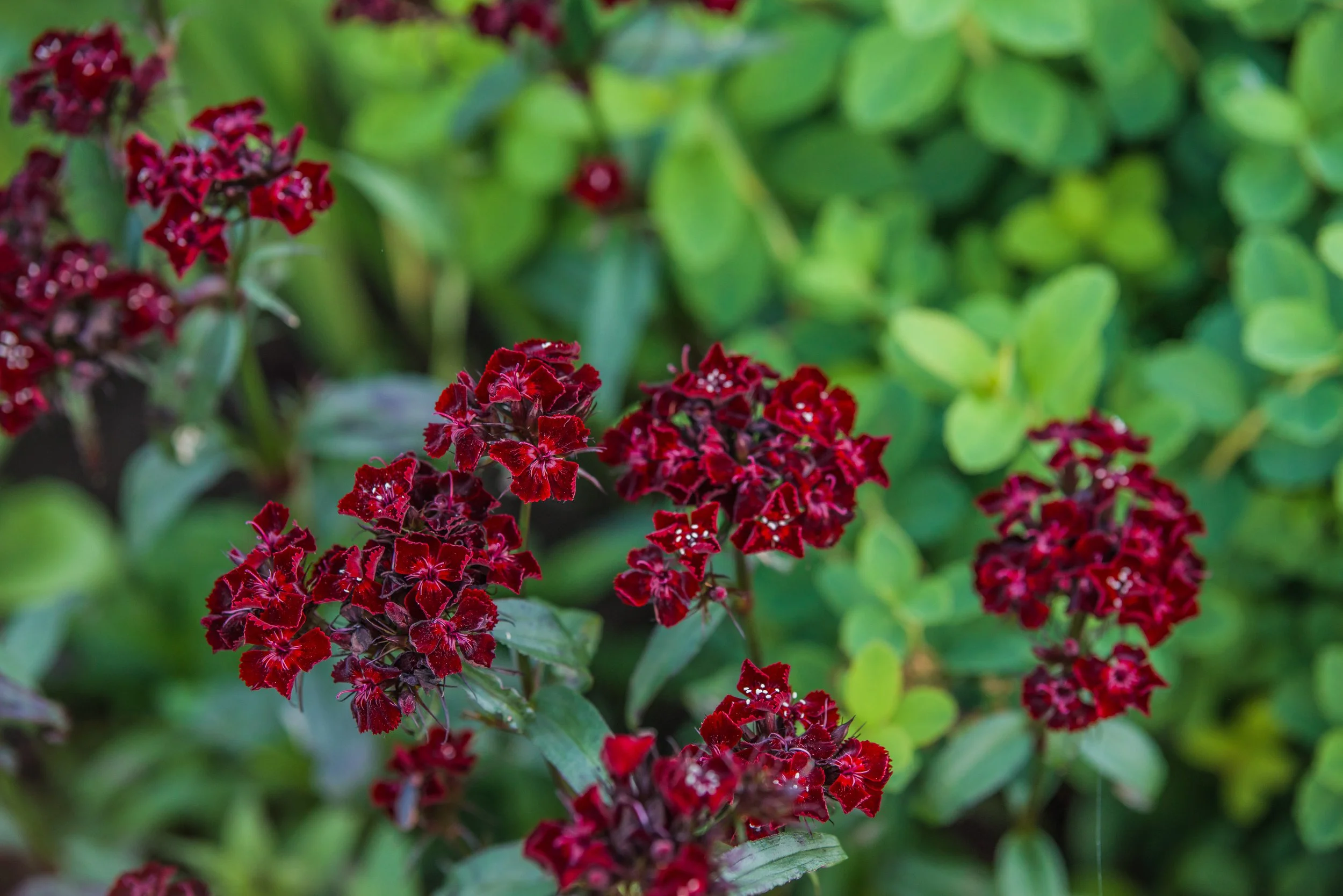 iStock-818911108.jpg
