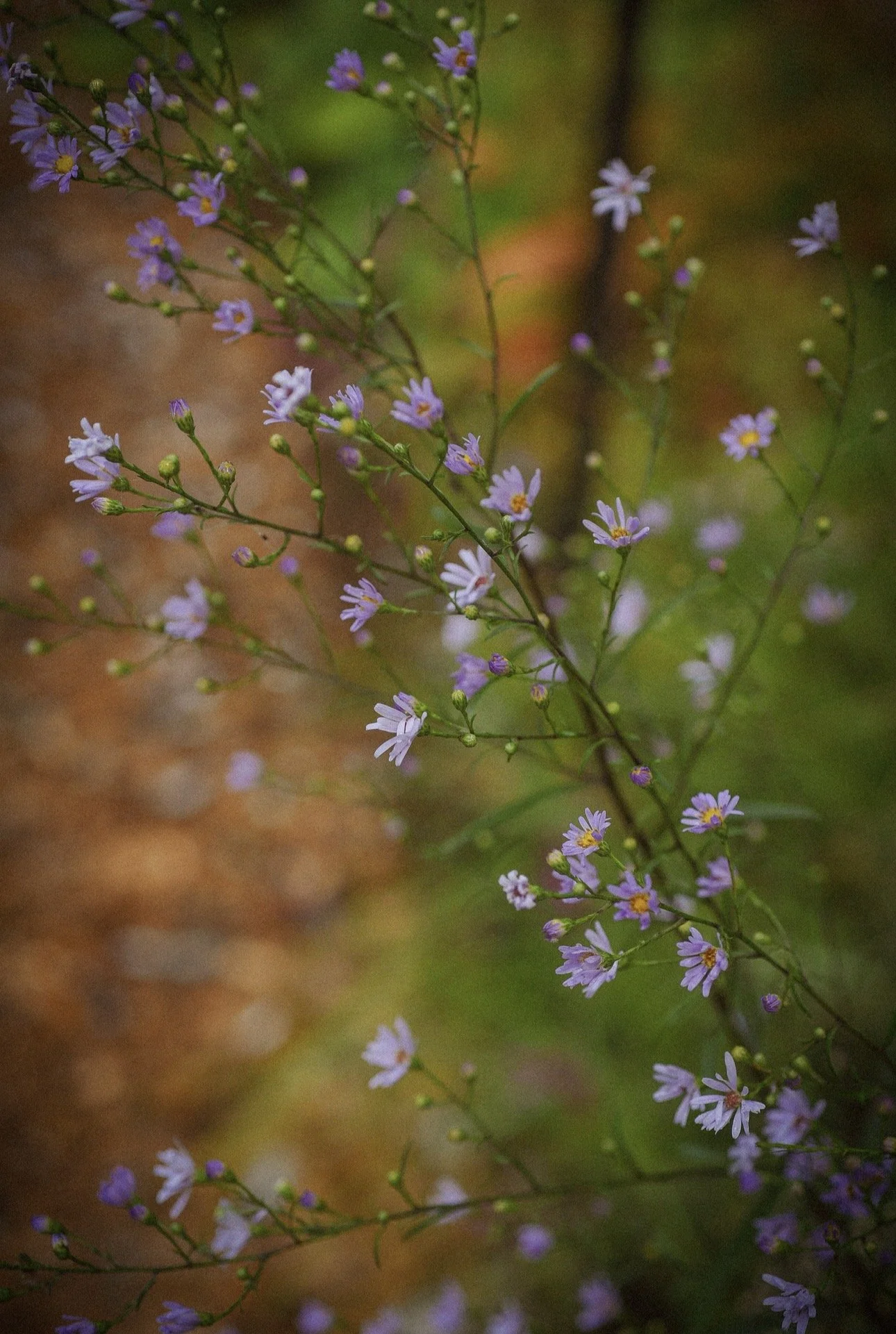 Aster ‘Azureus’
