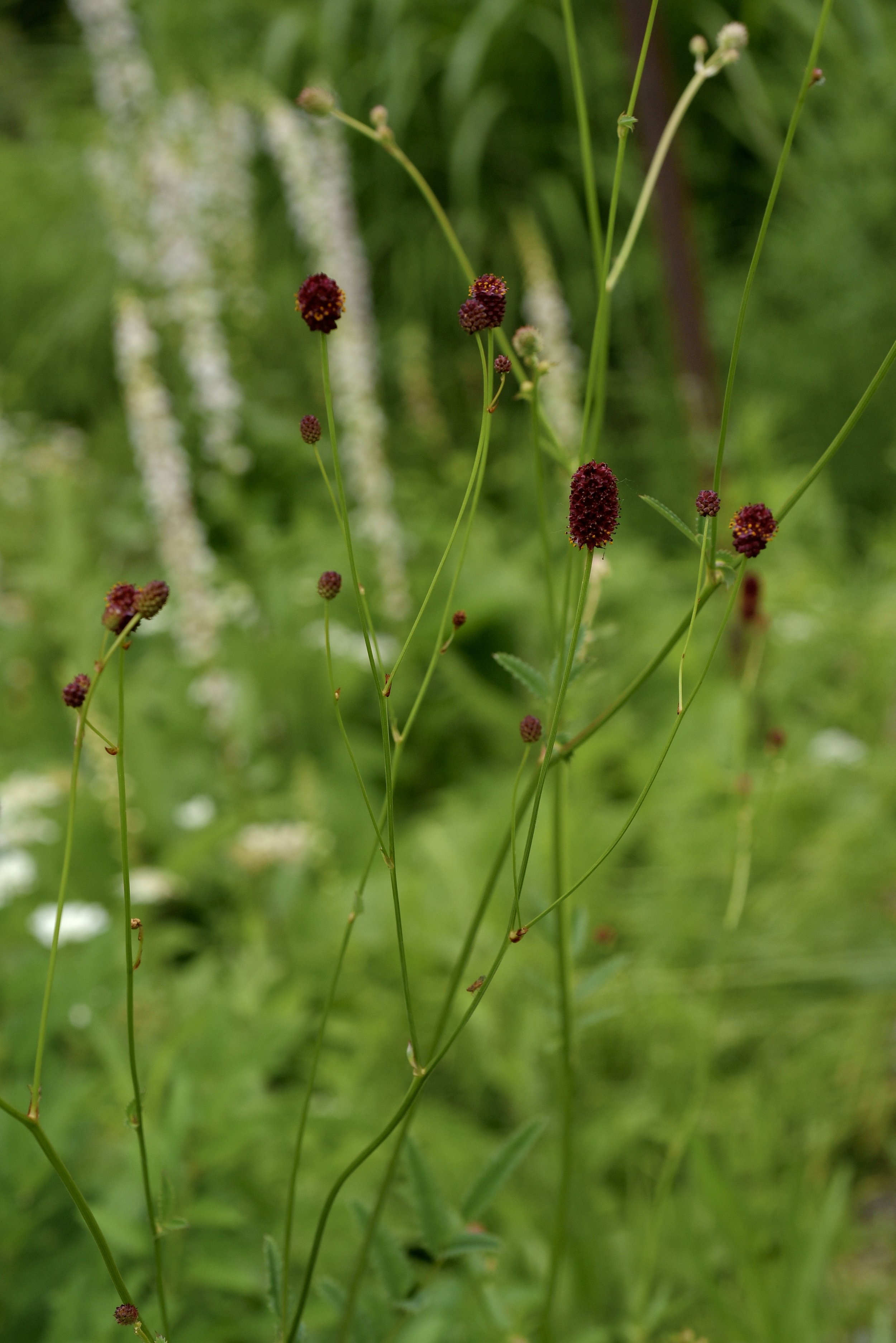 Sanguisorba officinalis