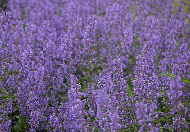 Screenshot 2025-12-29 at 8.01.10 PM.png