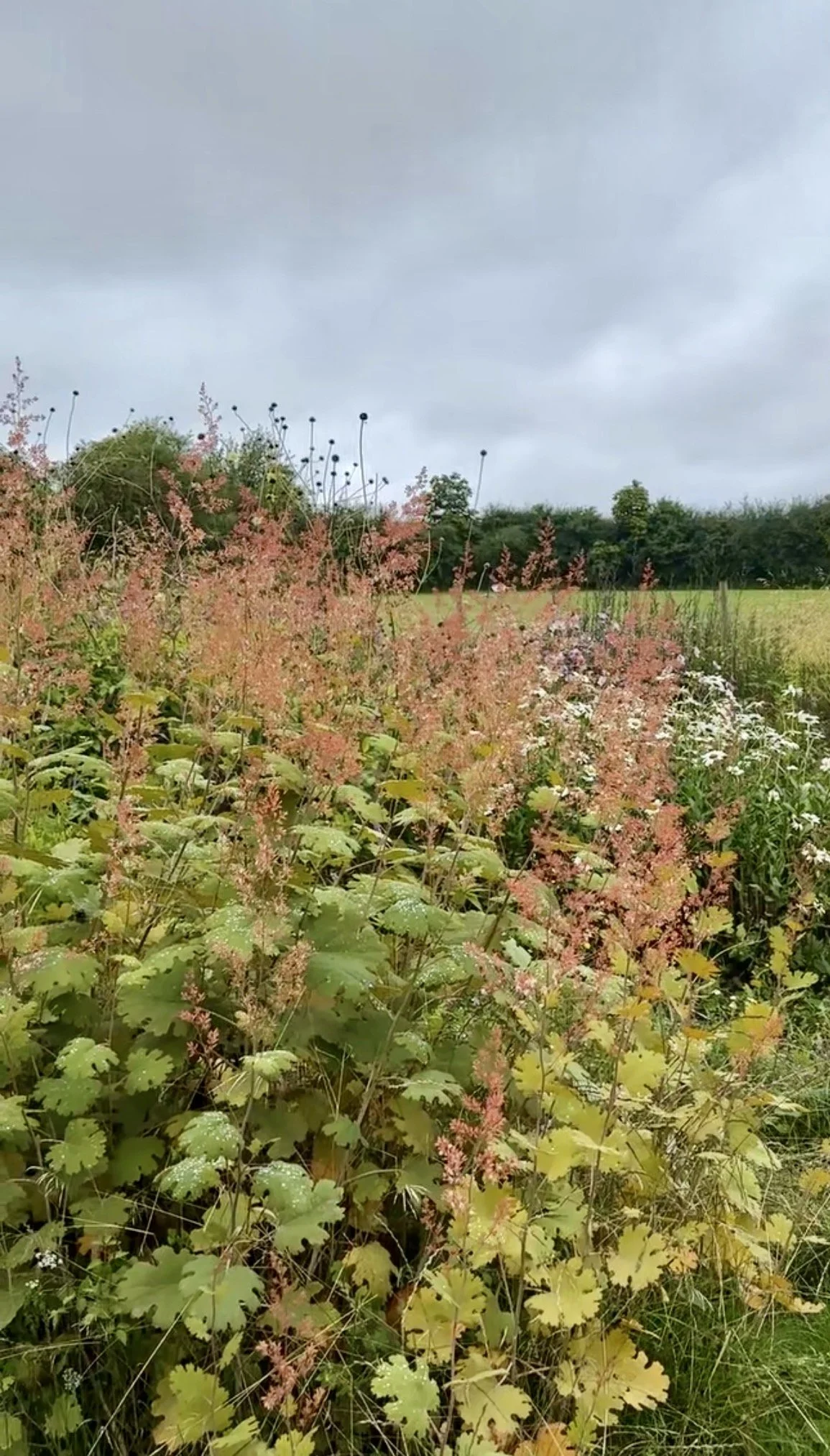 Macleaya cordata