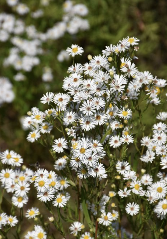 Aster ericoides