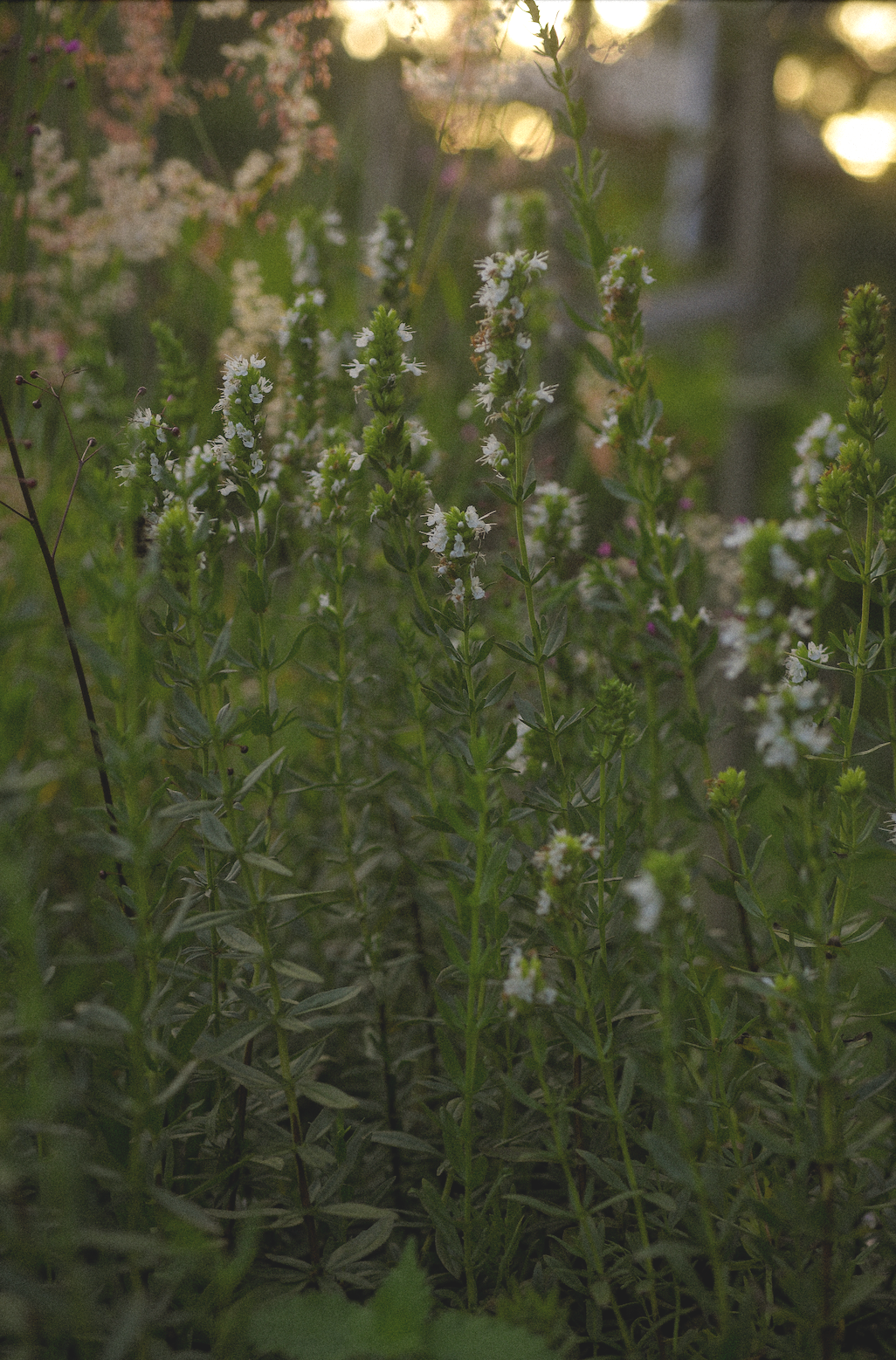 Hyssopus officinalis 'Albus'