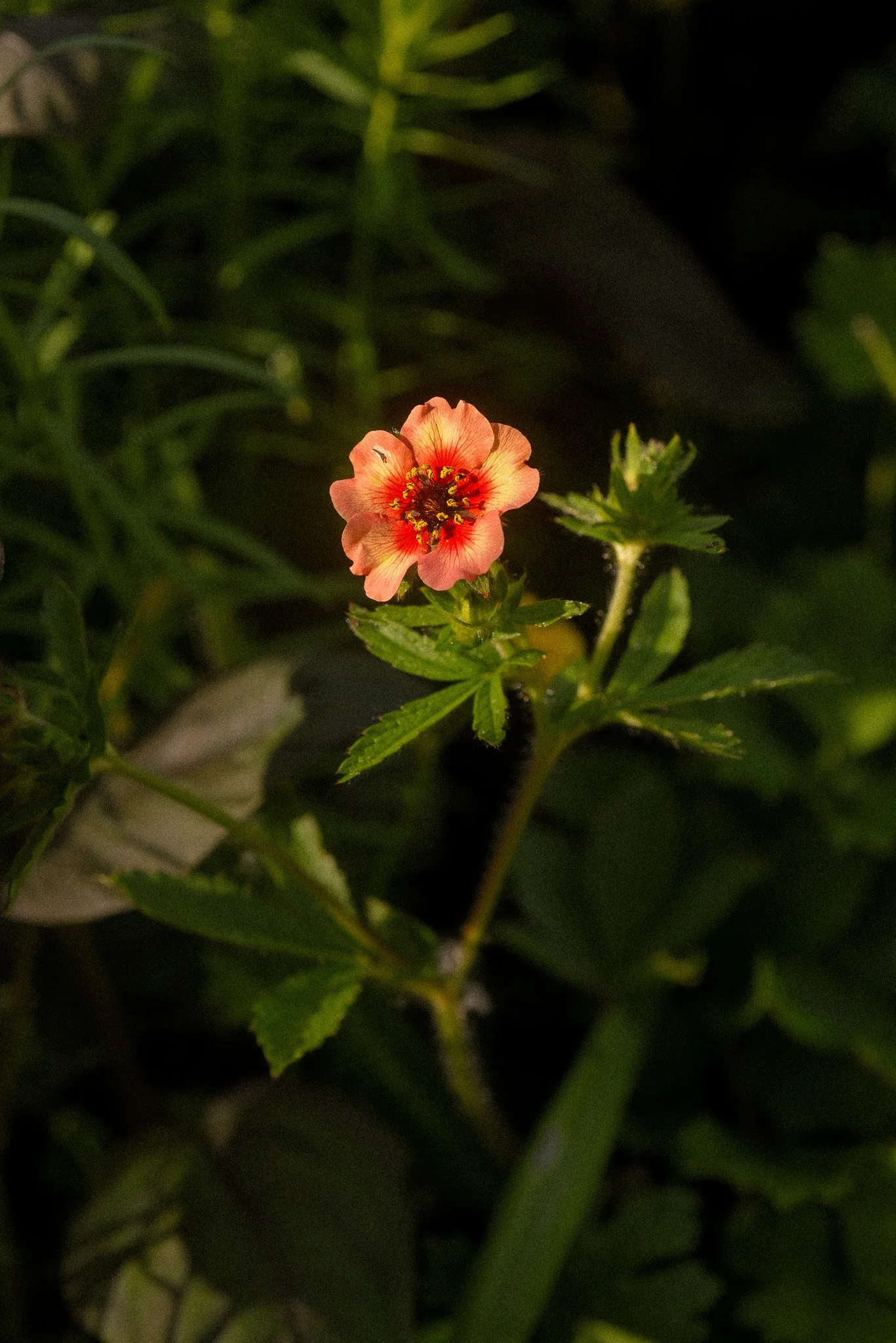 Potentilla nepalensis ‘Roxana’
