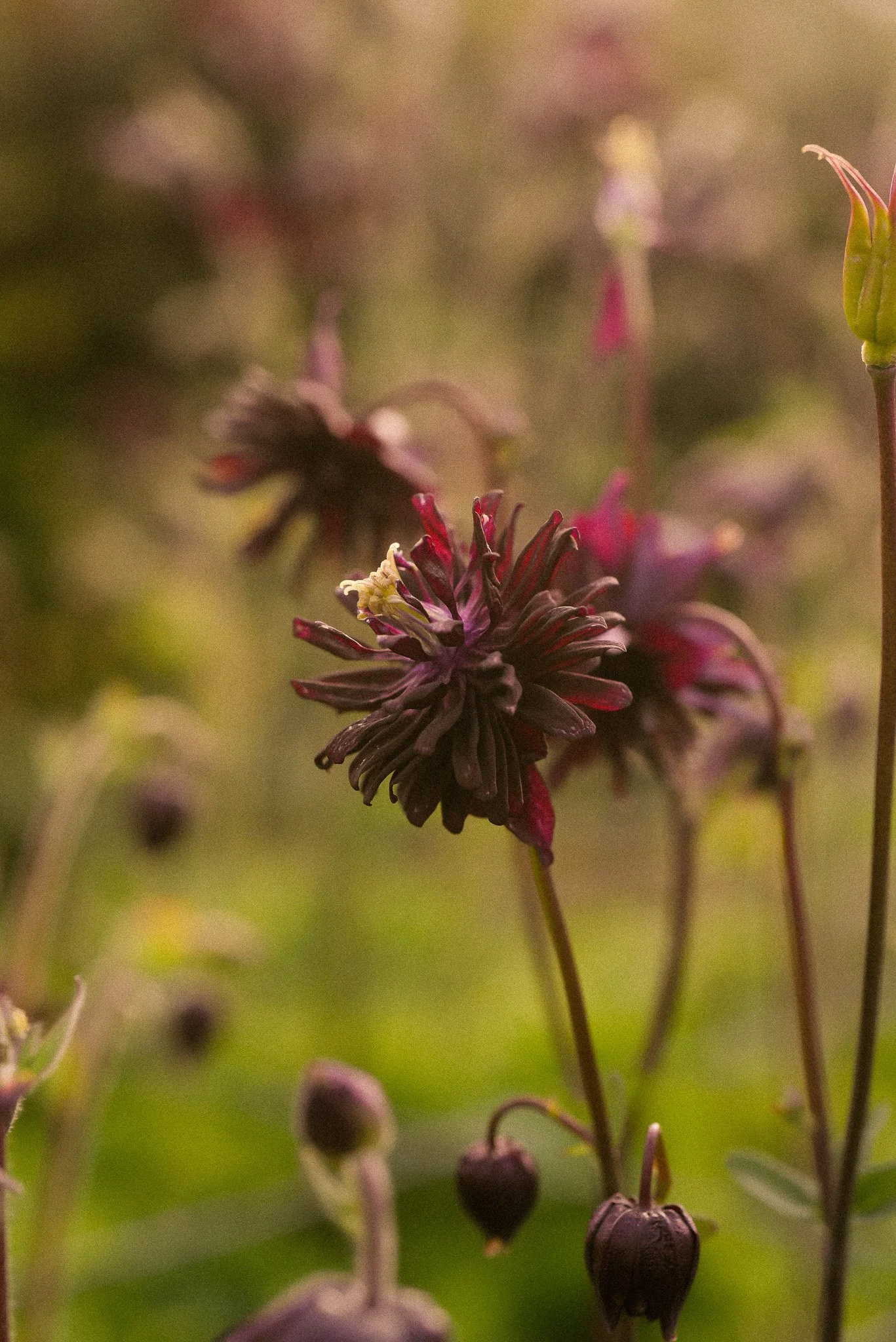 DSC_5372.jpg