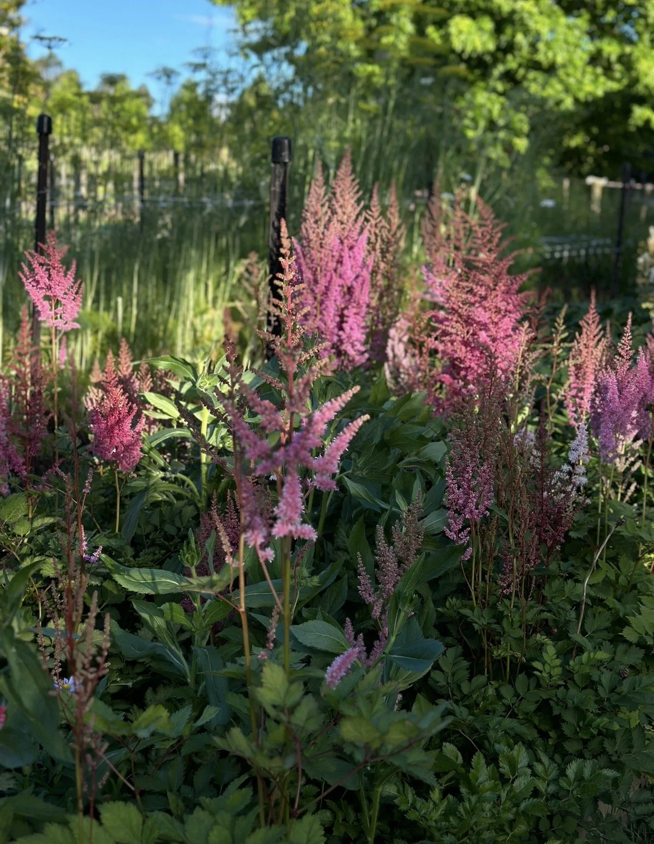 Astilbe chinensis var. taquetii Hybrids