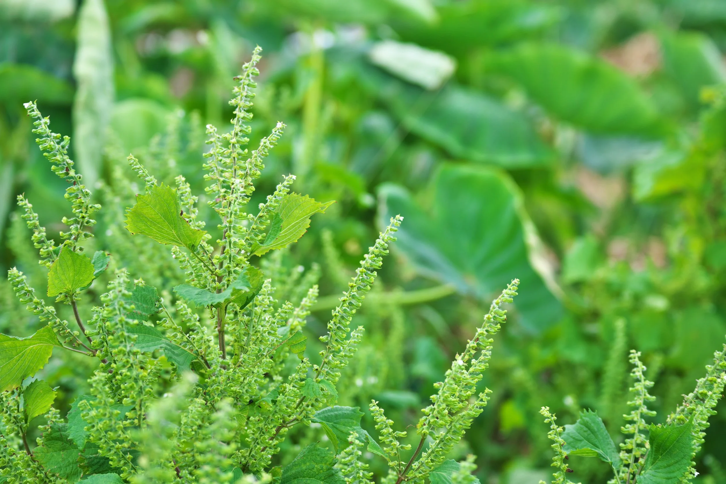 iStock-858430322.jpg