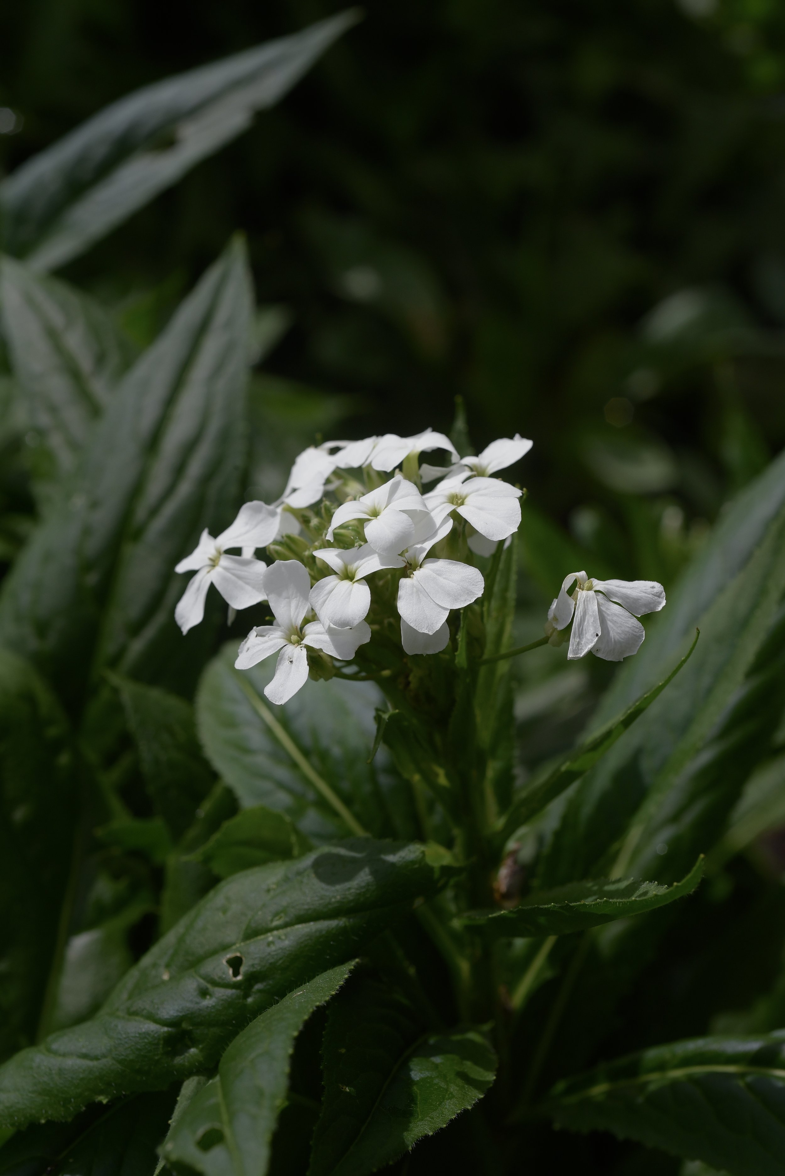 Hesperis Matronalis - White