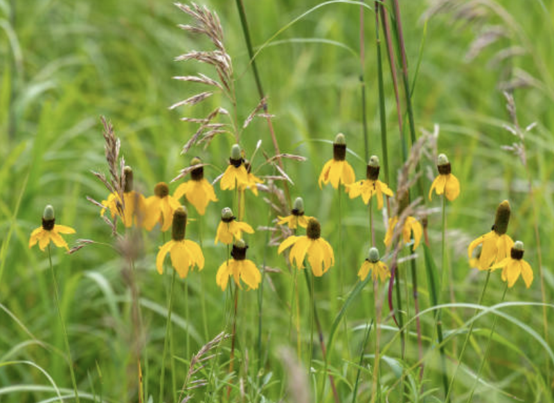 Screenshot 2026-01-17 at 1.29.59 PM.png