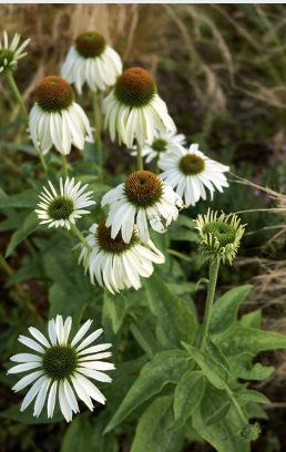 Screenshot 2026-02-28 at 4.06.30 PM.png