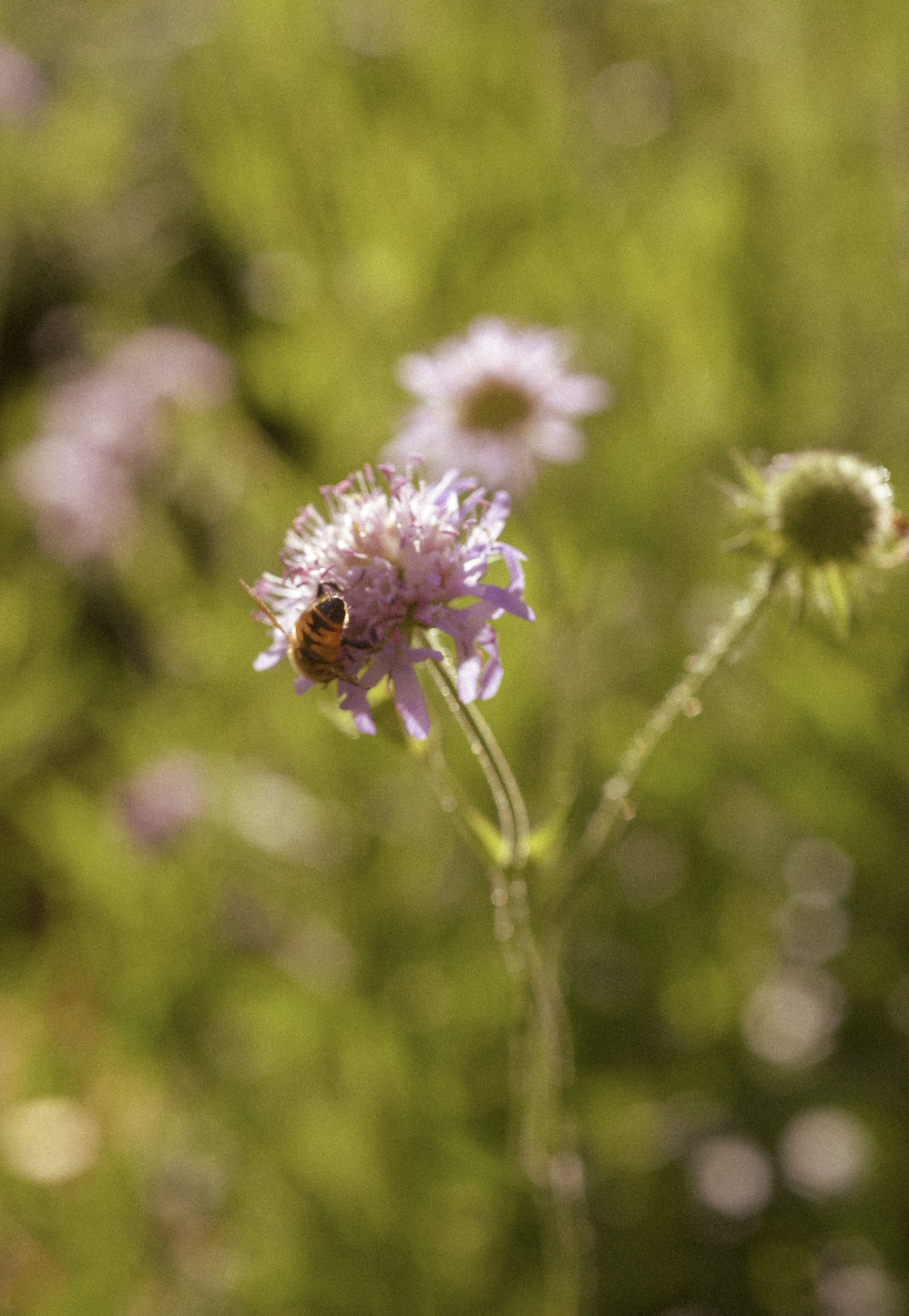 Scabiosa columbaria (Small Scabious)