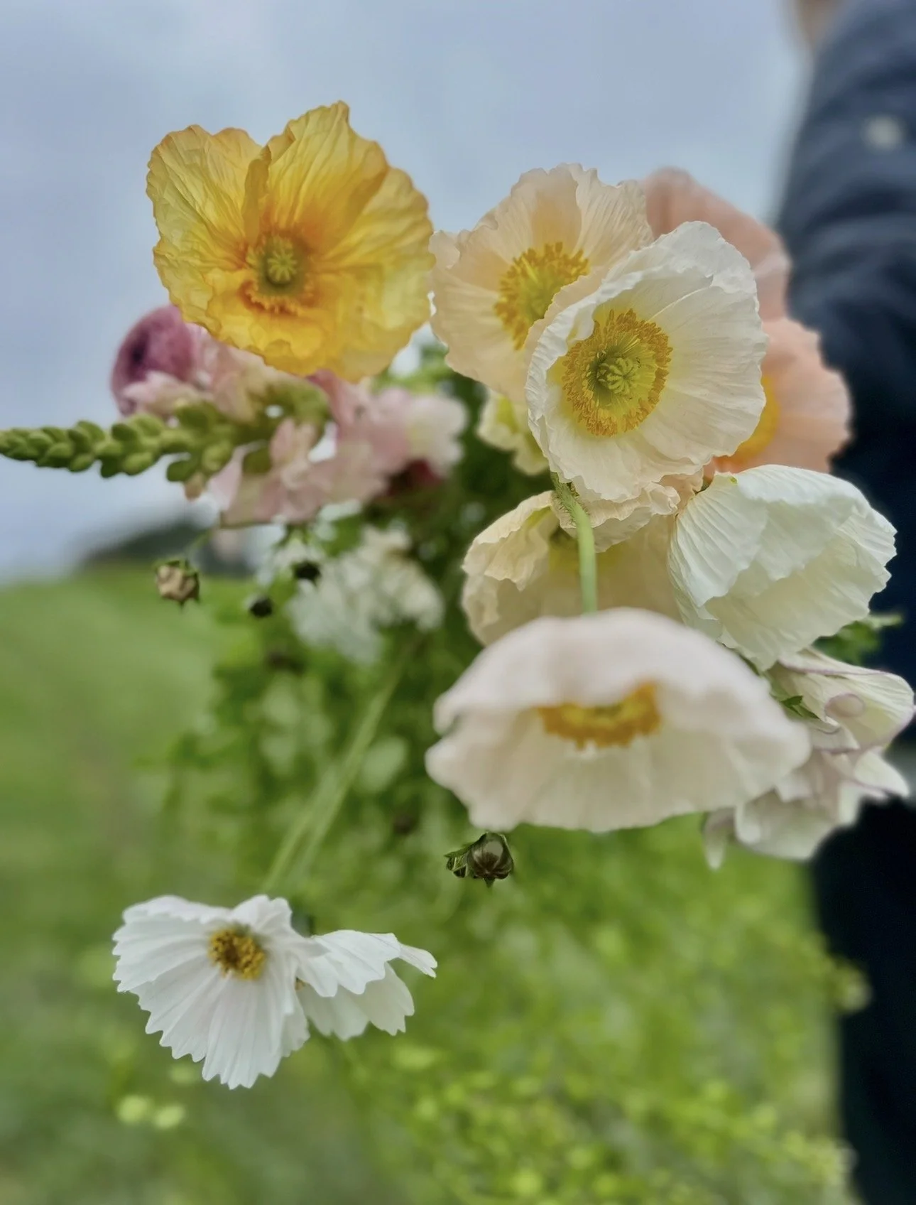 Colibri Poppy Mixed