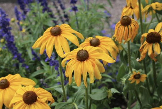 Rudbeckia ‘Indian Summer’