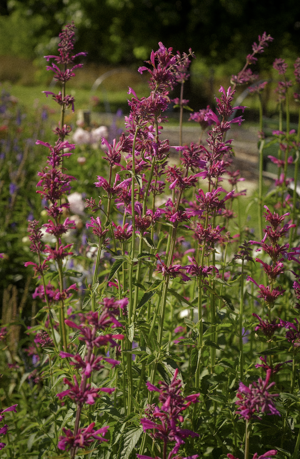 Agastache mexicana ‘Sangria’