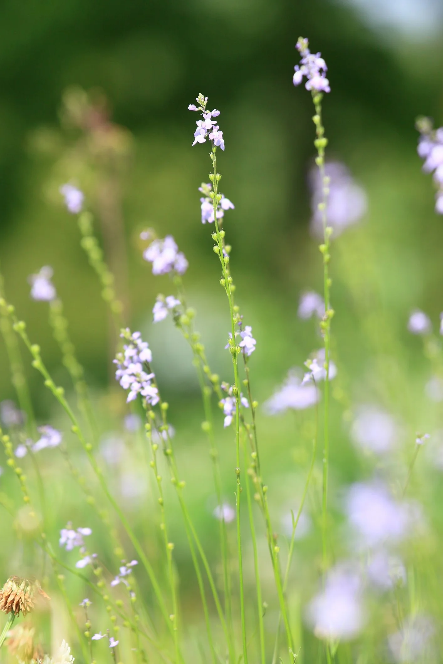 iStock-680114312.jpg
