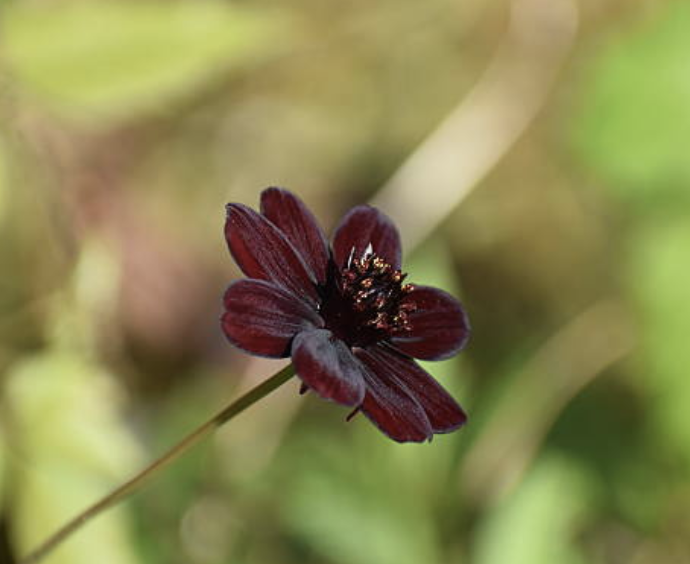 Cosmos atrosanguineus (Chocolate Cosmos)