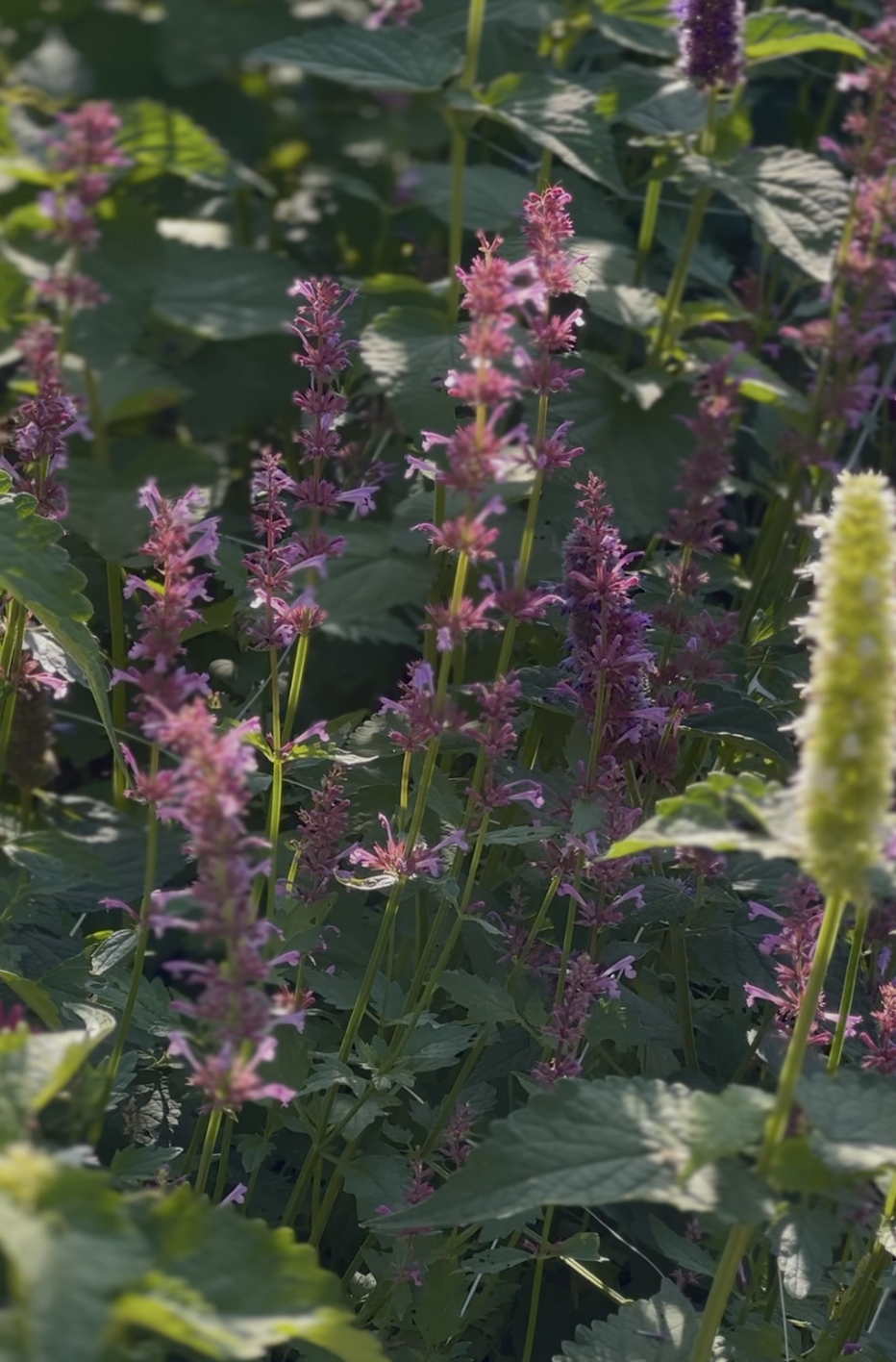 Agastache Cana Bolero