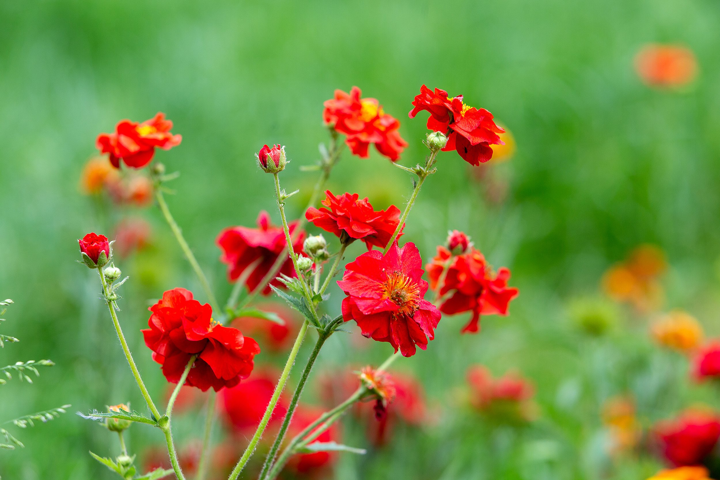 iStock-1484914851.jpg