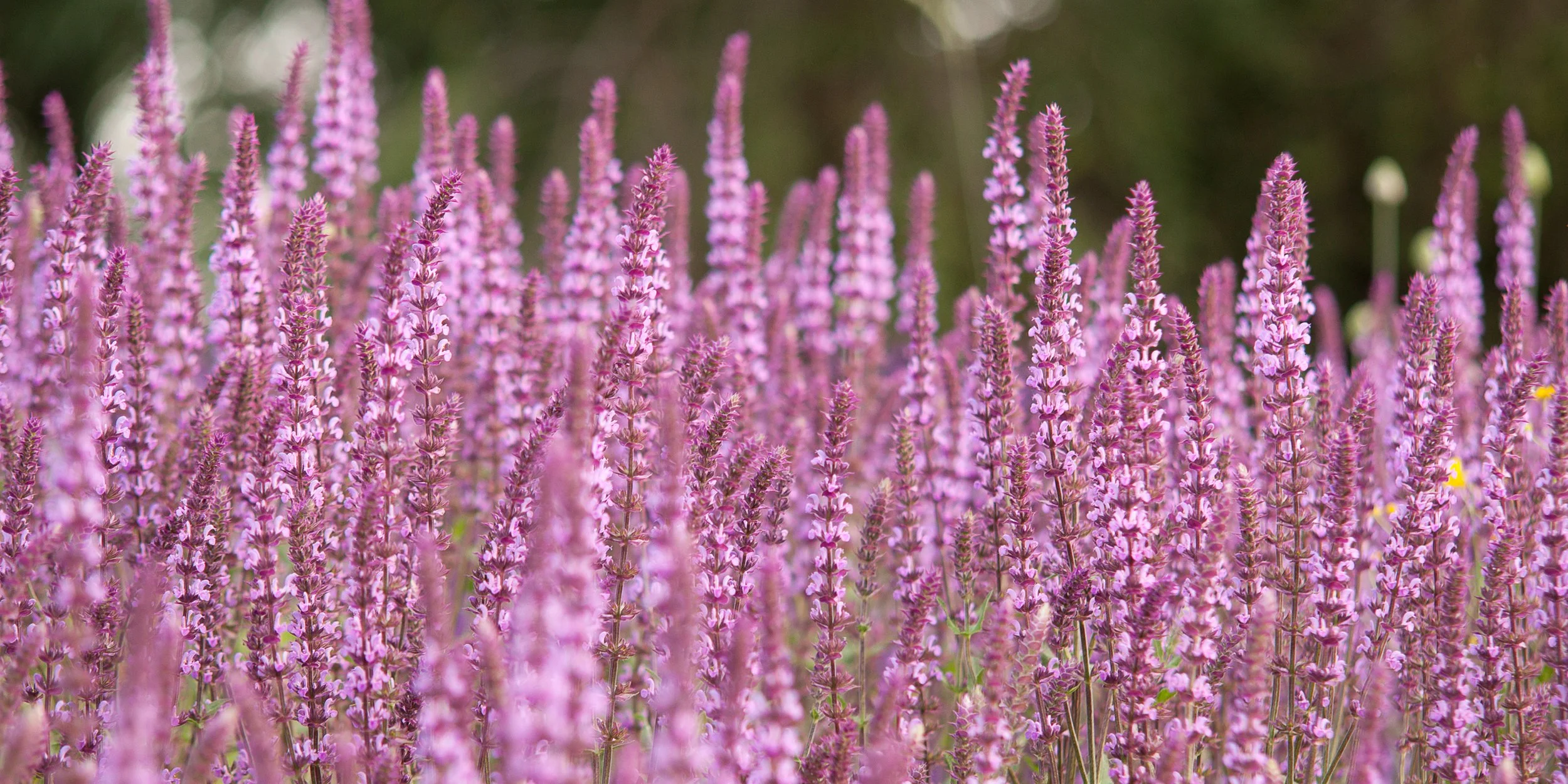 iStock-1151785569.jpg