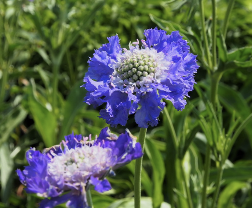 Scabiosa Fama Deep Blue