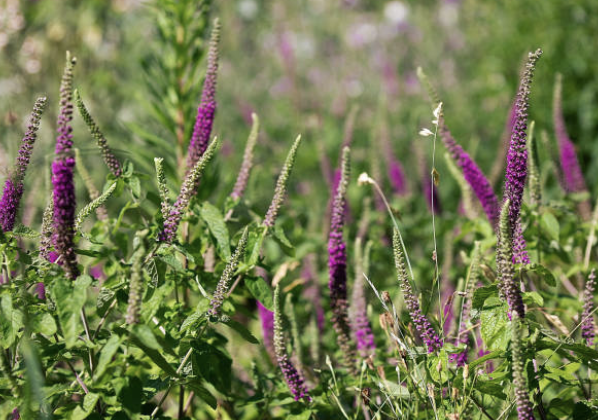 Screenshot 2025-12-29 at 7.28.24 PM.png