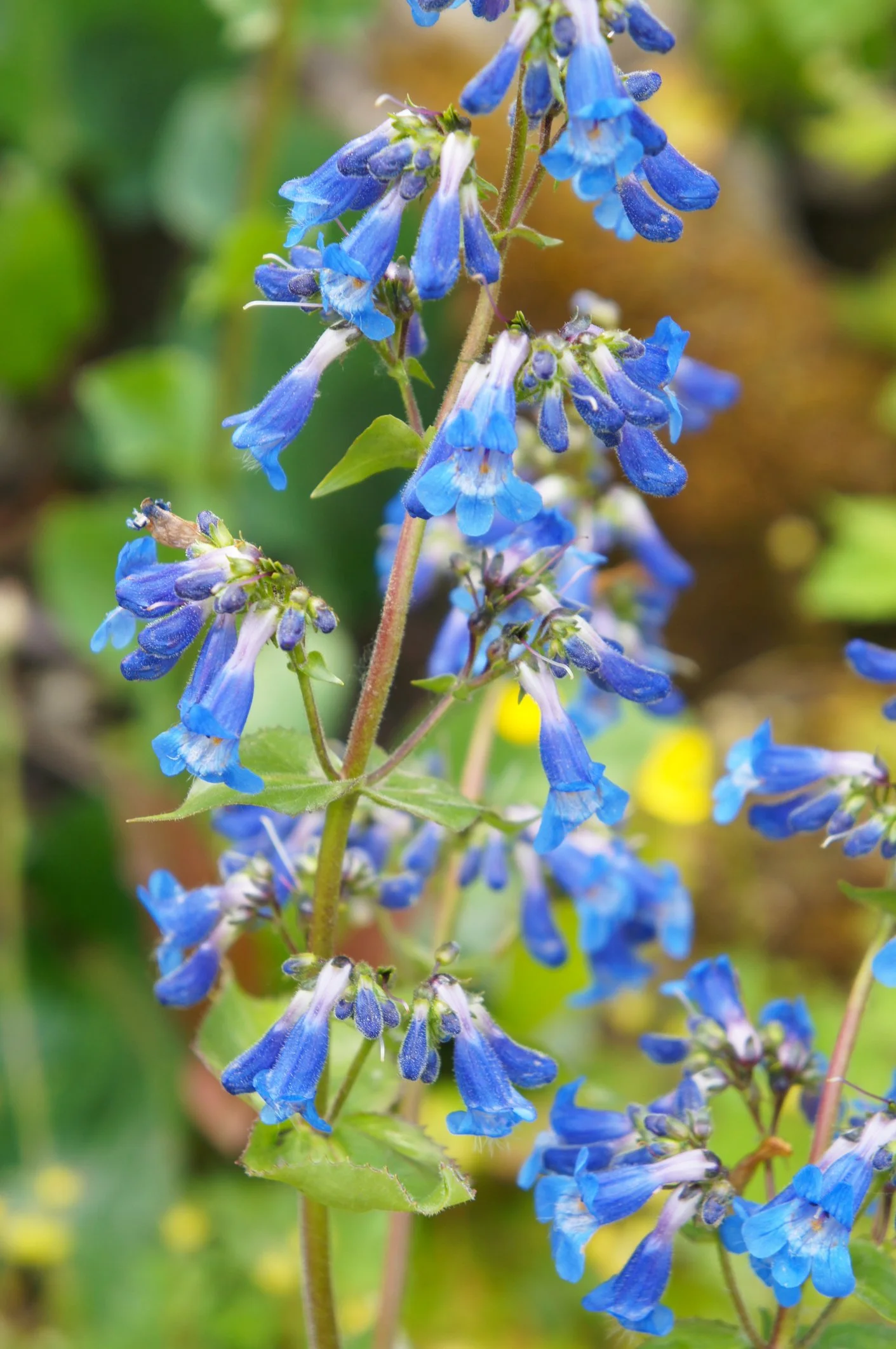 Penstemon ovatus
