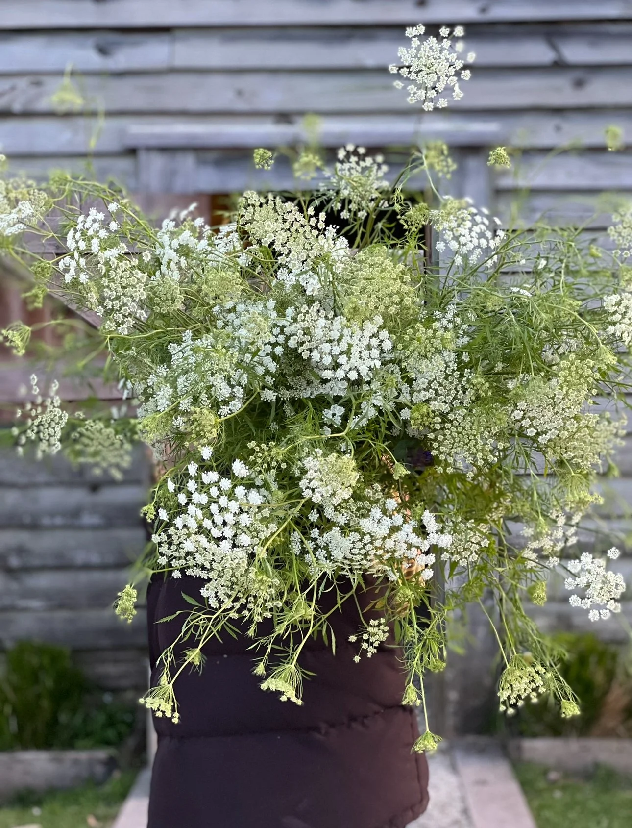 Ammi majus Graceland
