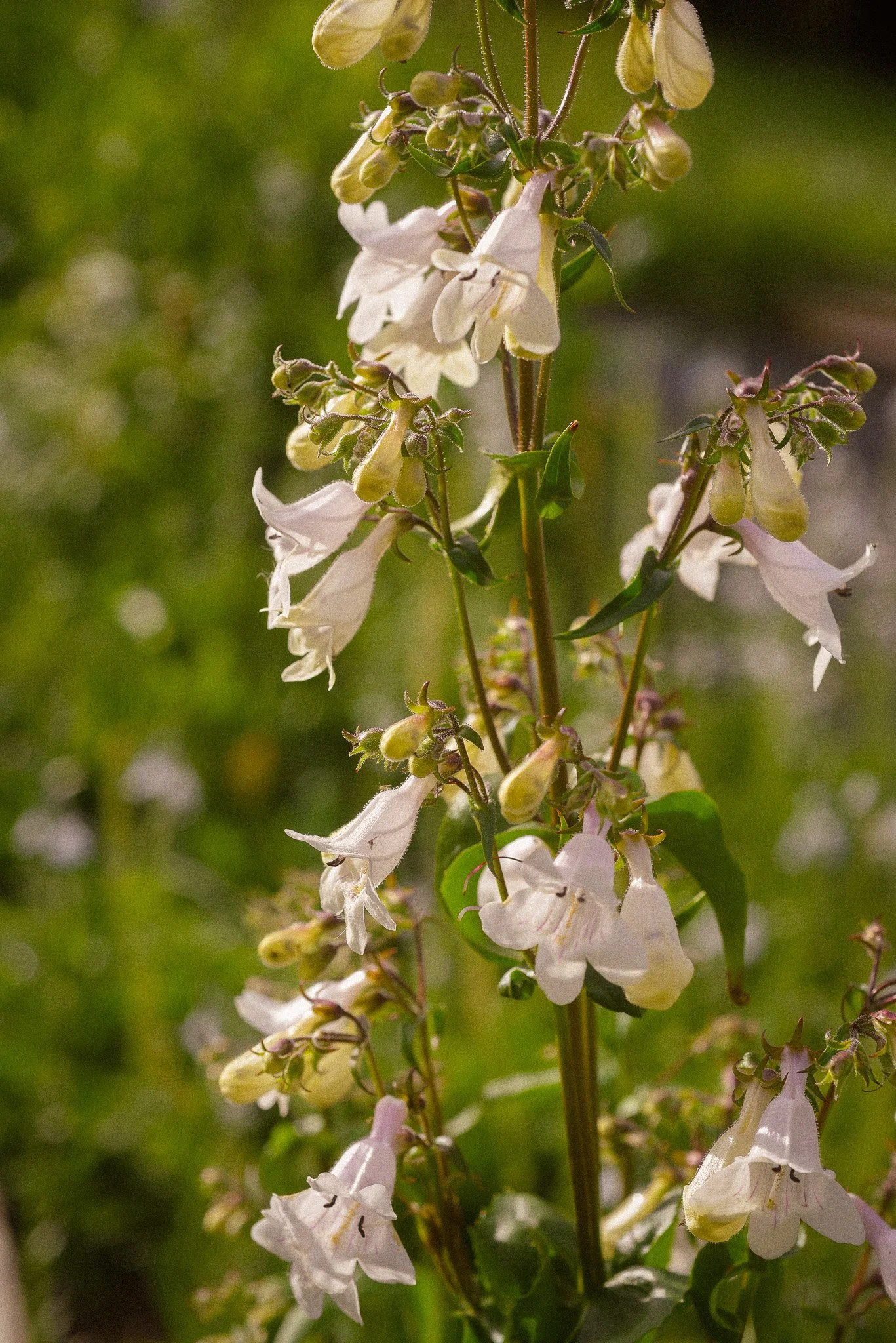 Penstemon digitalis