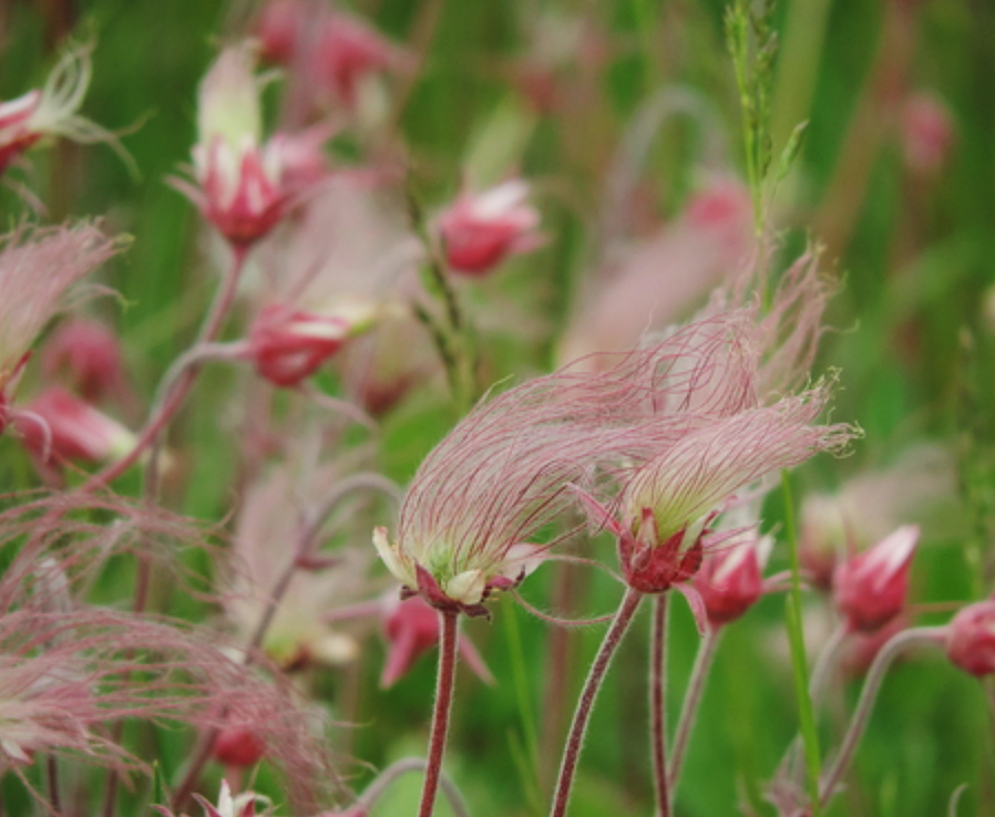 Geum triflorum (Prairie Smoke)