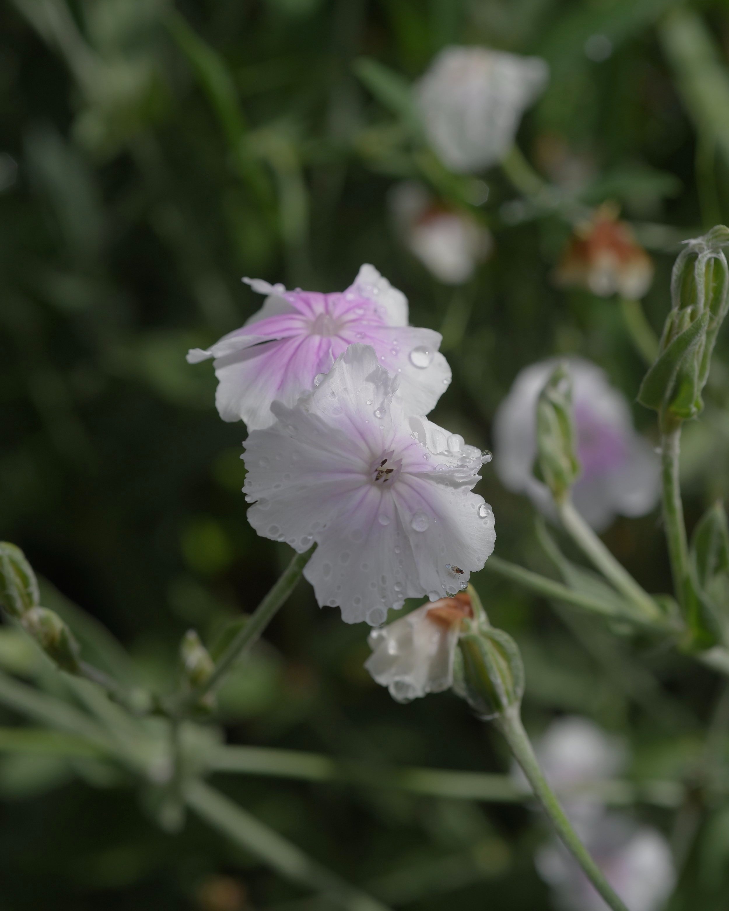 Lychnis coronaria - Angels Blush