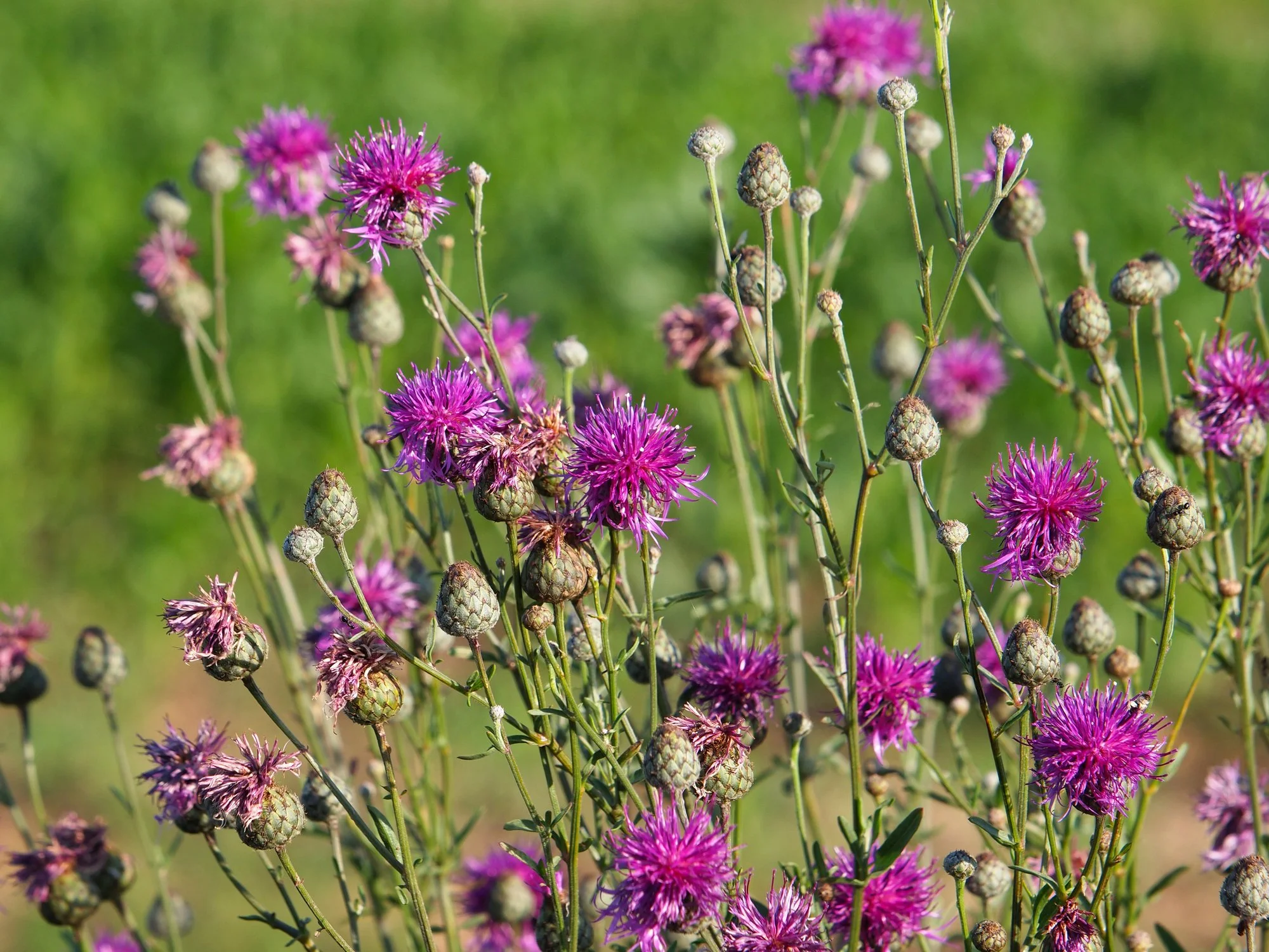 iStock-1332624566.jpg