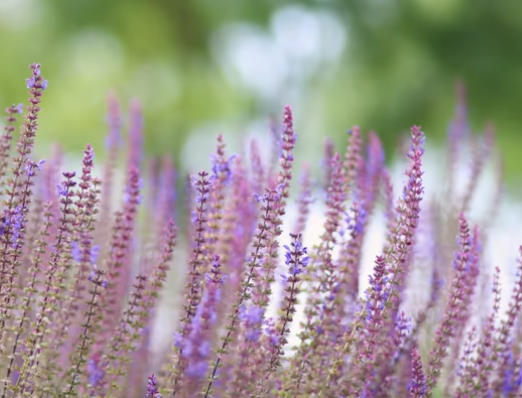 Salvia Verticillata