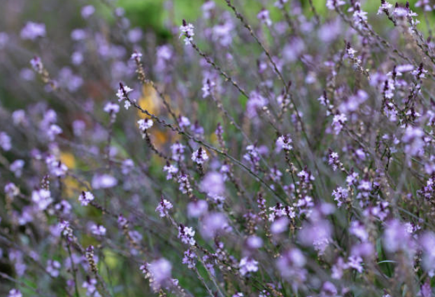 Screenshot 2026-01-08 at 9.45.29 PM.png