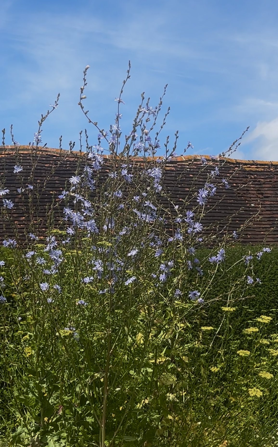 Cichorium Intybus