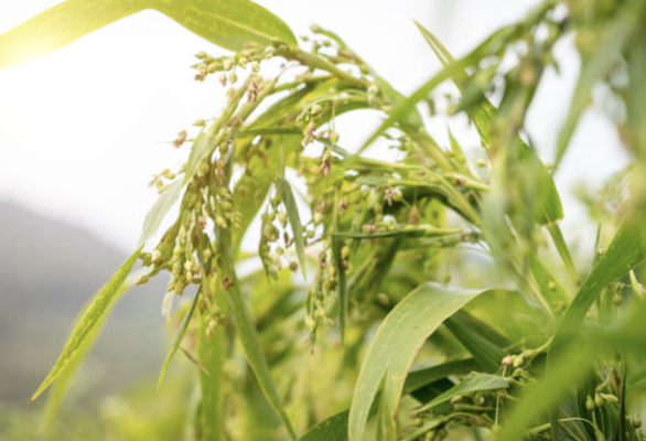 Screenshot 2026-01-17 at 1.10.58 PM.png