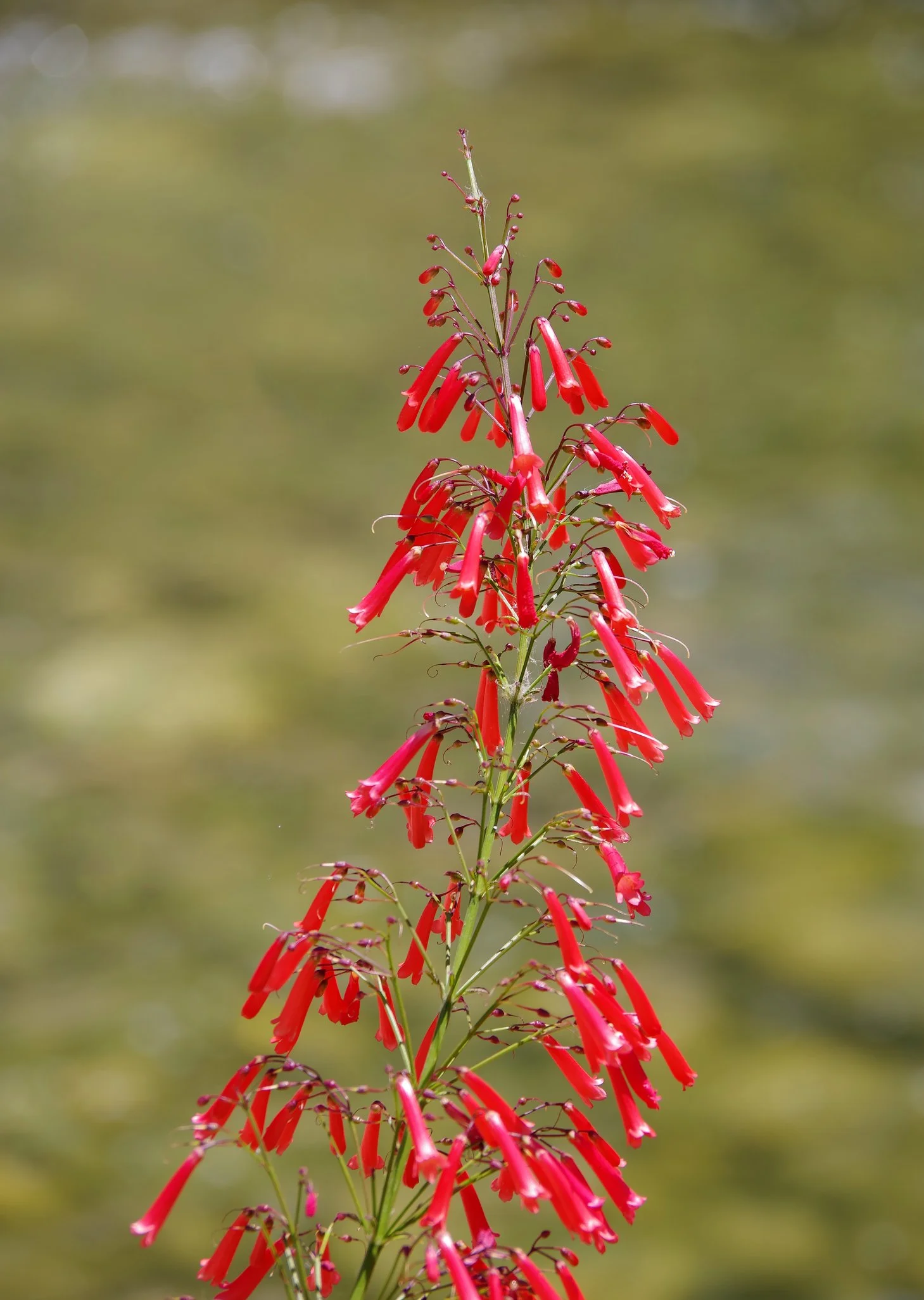 iStock-1428417440.jpg
